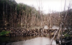 what an average beaver dam looks like.