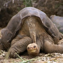 Galapagos giant tortoise Lonesome George