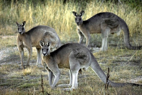 3 Kangaroos fashioned their escape withg aide from a fox and a boar from a German Willdlife Park