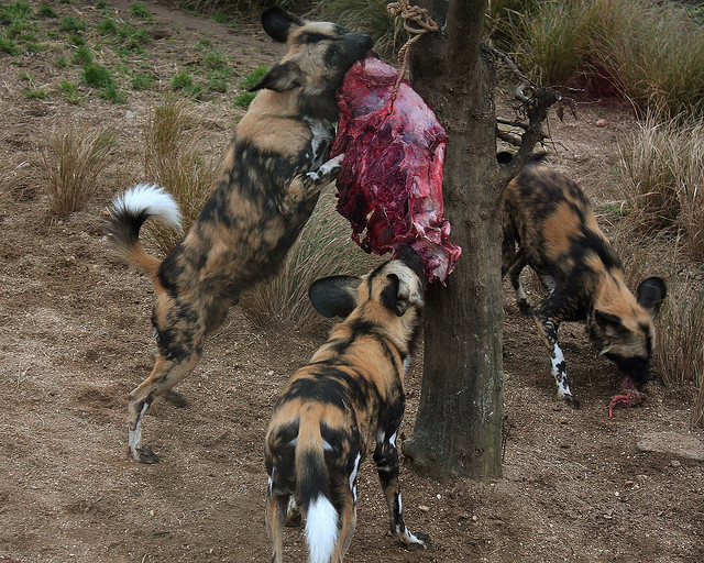 pittsburgh-zoo-death-accident-african-painted-dogs-nationalturk-0455.jpg