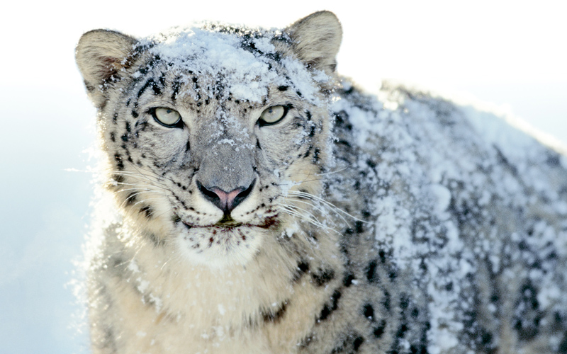 Snow-Leopard-afghanistan-nationalturk-4578 - NationalTurk