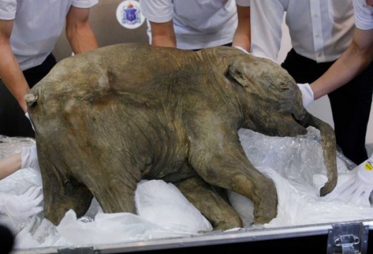 Lyuba the most well-preserved baby mammoth goes on tour in Asia ...