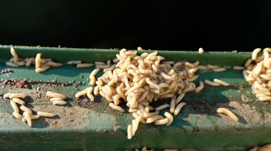 how to get rid of maggots in house home remedies