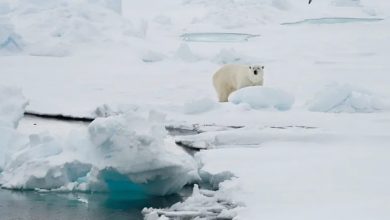 Polar Bear Attack