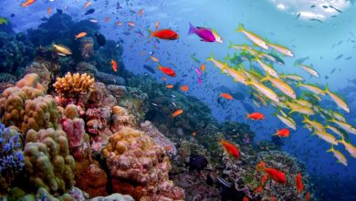 Great Barrier Reef - UNESCO