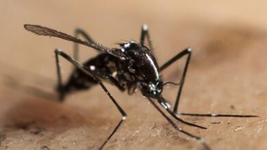 Asian tiger mosquito