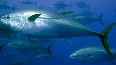 Bluefin tuna