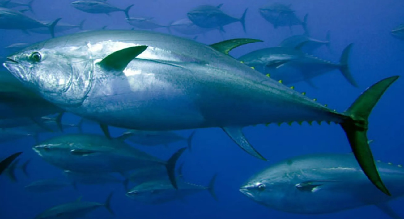 Bluefin tuna