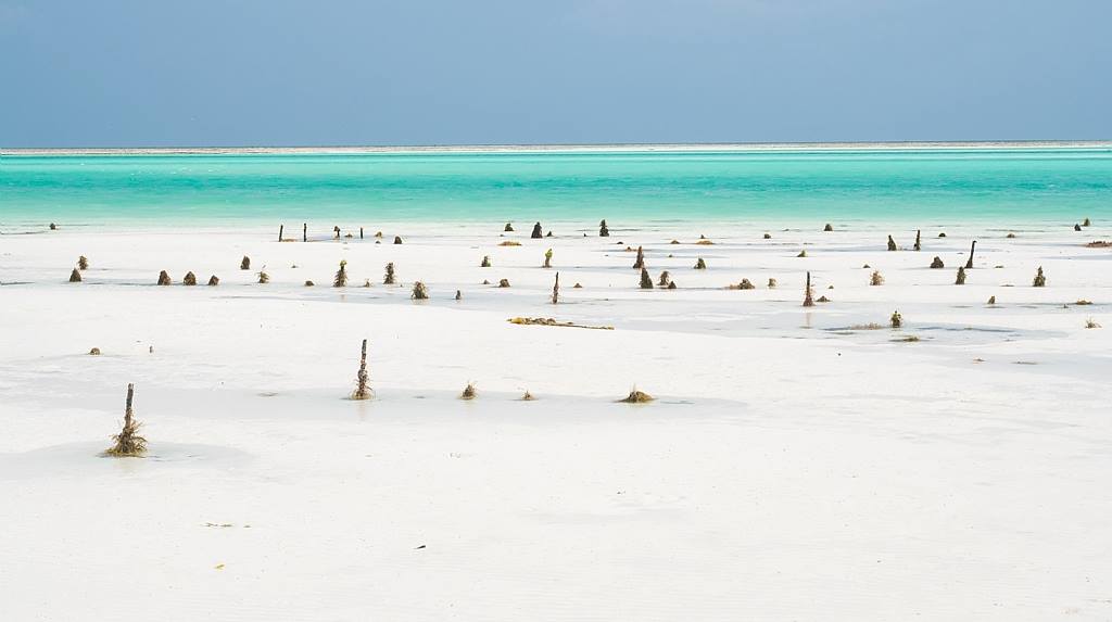 zanzibar gelgit balikcilik