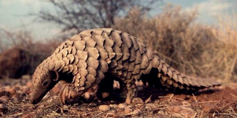 pangolin koronavirusu