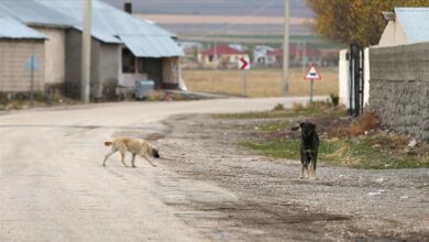 Tarım ve Orman Bakanı İbrahim Yumaklı başıboş sokak köpeklerinin kısırlaştırılmasıyla ilgili açıklamalarda bulundu.