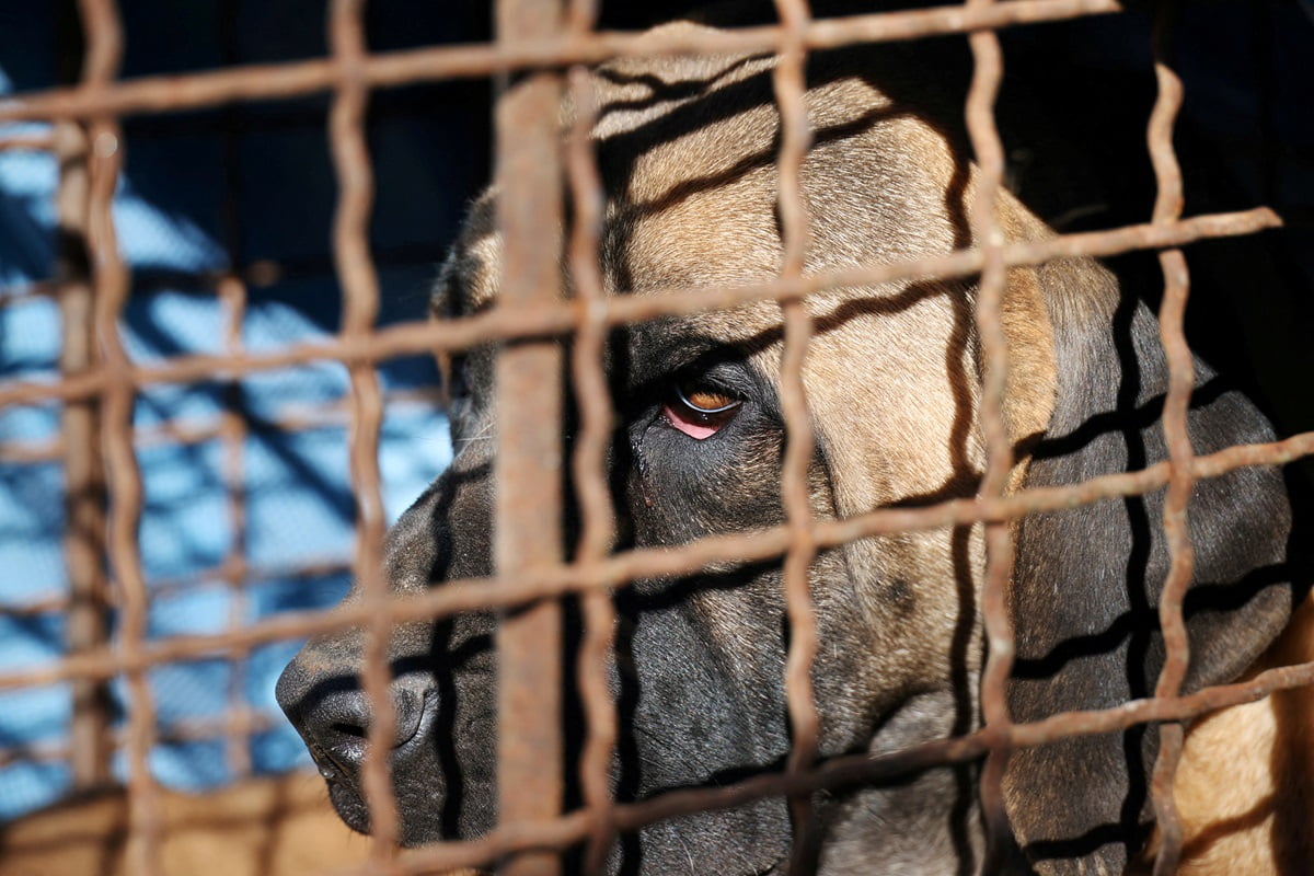 Güney Kore, 2027 yılına kadar köpek ticaretini yasaklayan yasa tasarısını kabul etti.