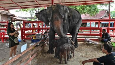 Tayland'da 36 yaşındaki bir filin ikiz doğurduğu ve bu durumun nadir yaşandığı bildirildi.
