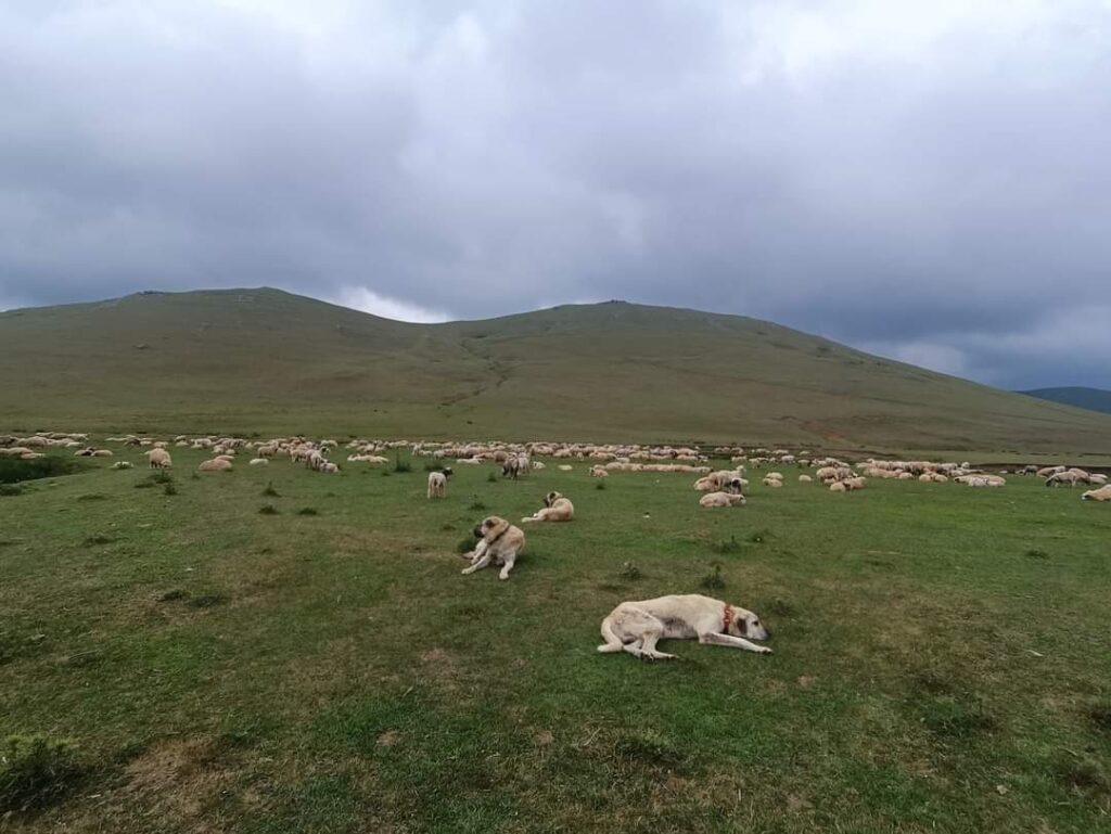 Sokak Hayvanları Yasası ve Hayvan Kültürümüz!