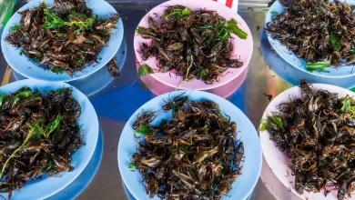 Singapur'da çekirge, cırcır böceği ve süper solucanların bulunduğu 16 böcek türü yiyecek olarak onaylandı.