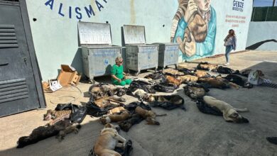 Gebze'de köpek katliamı