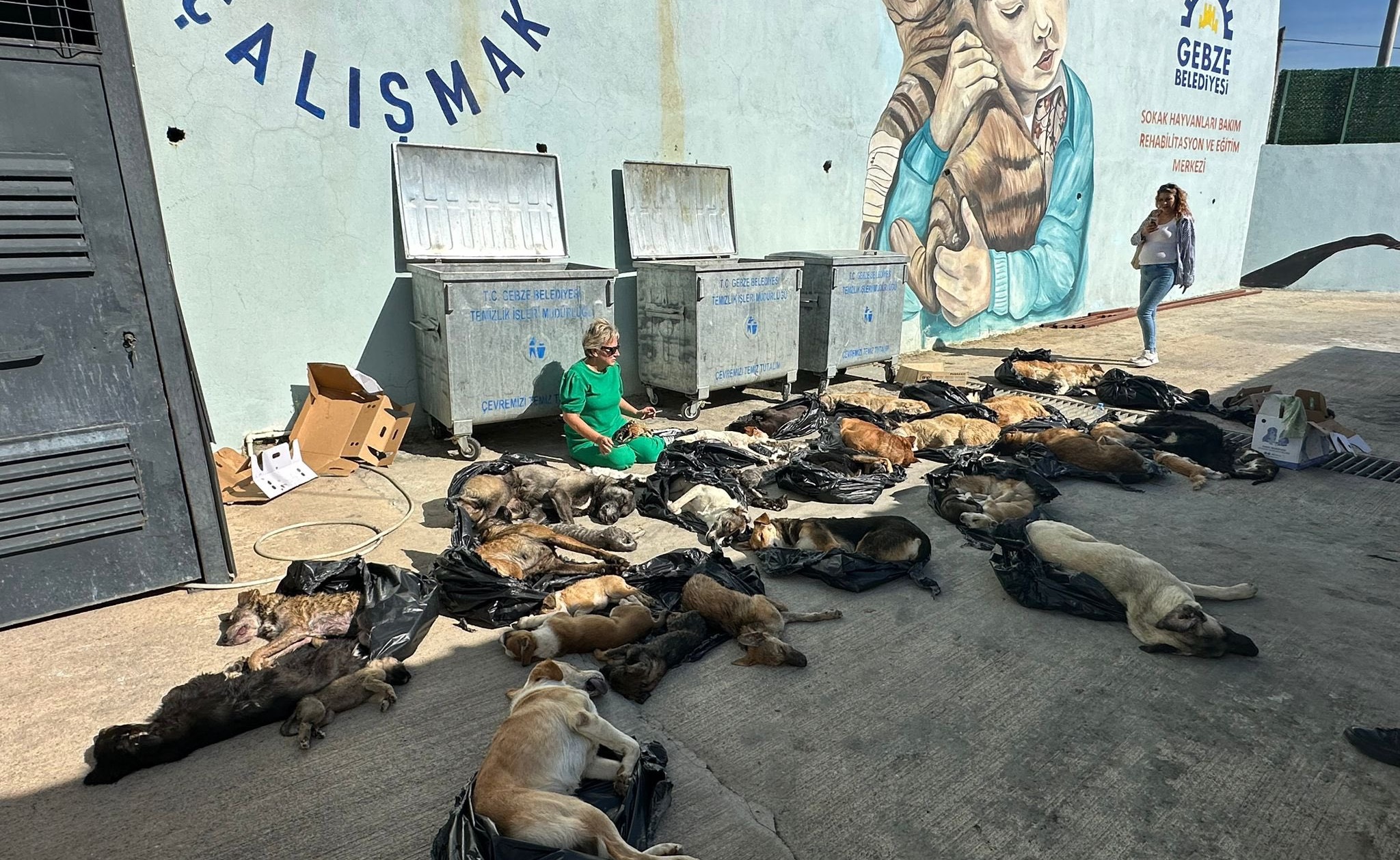 Gebze'de köpek katliamı